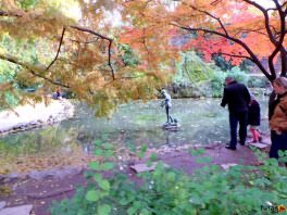 a margitszigeti Japánkert ősszel
