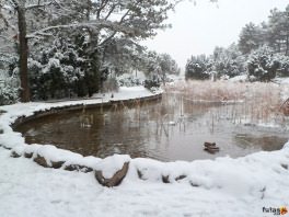Japánkert télen a Margitszigeten