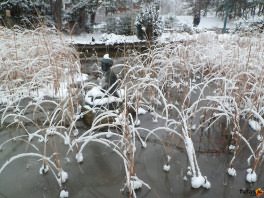befagyott tó télen a Japánkertben