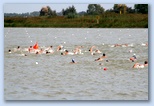 Szeged Csavarker Triatlon Sprint úszók