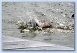 Szeged Csavarker Triatlon Sprint vízben