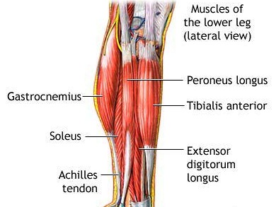 a láb izmainak anatómiája