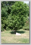 Hajós Alfréd Nemzeti Sportuszoda, Széchy Tamás uszoda Pentathlon Tree - Öttusa fa