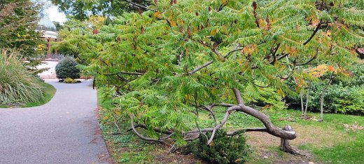 japán kert fái a Margitszigeten