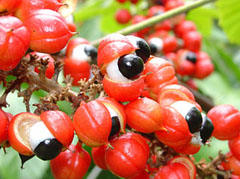 guarana