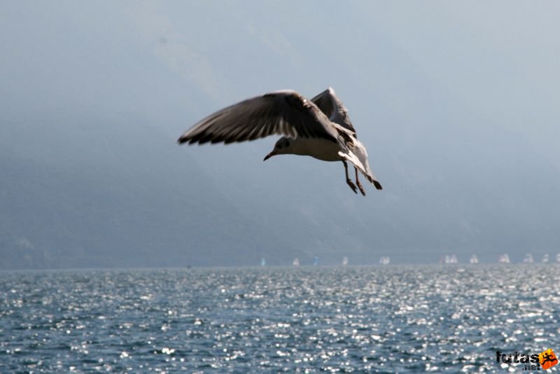 Sirály Lake Garda Marathon Italy Garda-tó