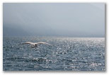 Lake Garda - Garda-tó