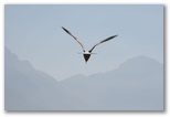 Lake Garda - Garda-tó sirály