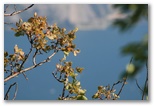 Lake Garda - Garda-tó