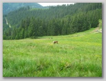 Veitsch - Ultra Alpin Marathon