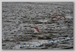 triatlon úszás