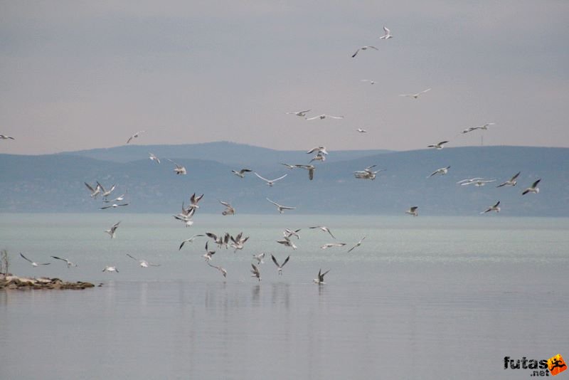 Balaton Maraton harmad maraton Siófok sirályok Balaton Maraton Intersport futóverseny Siófok, sirályok