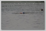 Tisza-tó Triatlon Fesztivál, Kisköre Triatlon, kiskore_triatlon_597.jpg