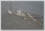 Tisza-tó Triatlon Fesztivál, Kisköre Triatlon kiskore_triatlon_532.jpg