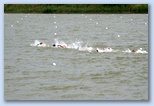 Szeged Csavarker Triatlon Sprint triatlon versenyzés