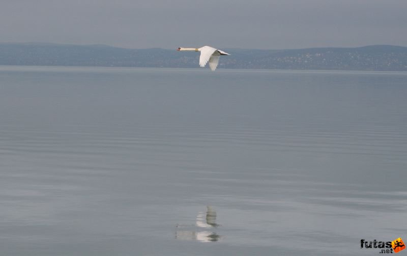 Intersport Balaton Maraton, vadlúd