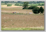 Ultrabalaton ultra running , Tihany Dörgicse futószakasz, ultrabalaton_3367.jpg