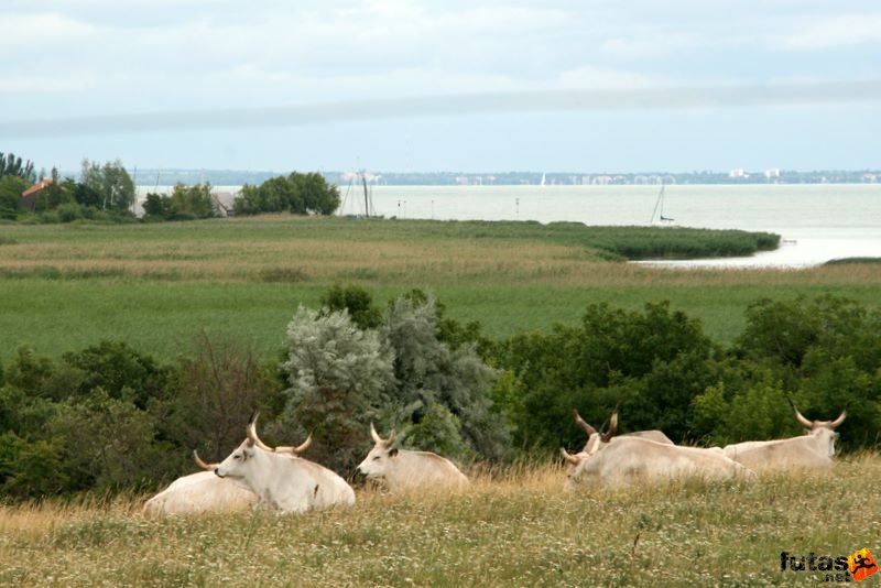 Ultrabalaton ultrabalaton_4358.jpg Balatoni látkép Ultrabalaton ultra és váltó futás a Balaton körül Balatonvilágos Tihany futó szakasz, ultrabalaton_4358.jpg, Balatoni látkép