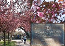 cseresznyefák a berlini fal helyén