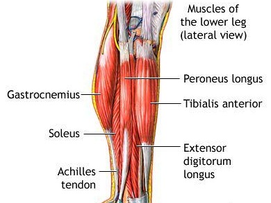 Tibialis jelentése