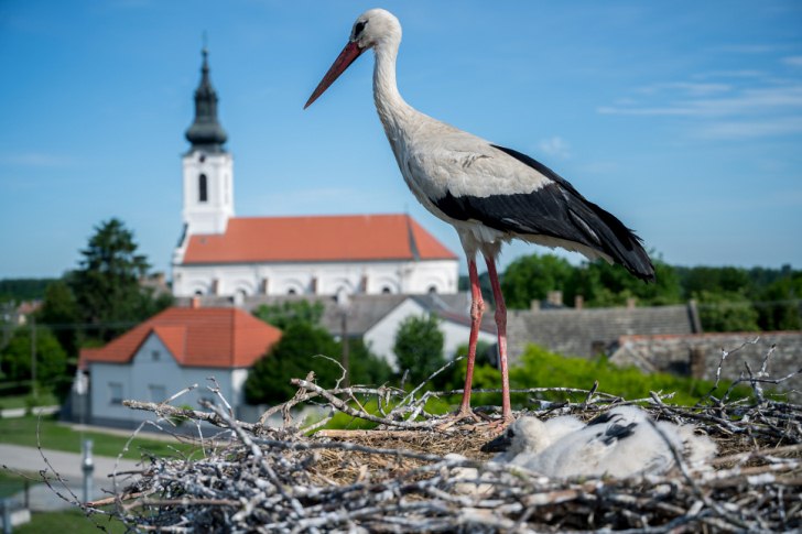 Hercegszántó